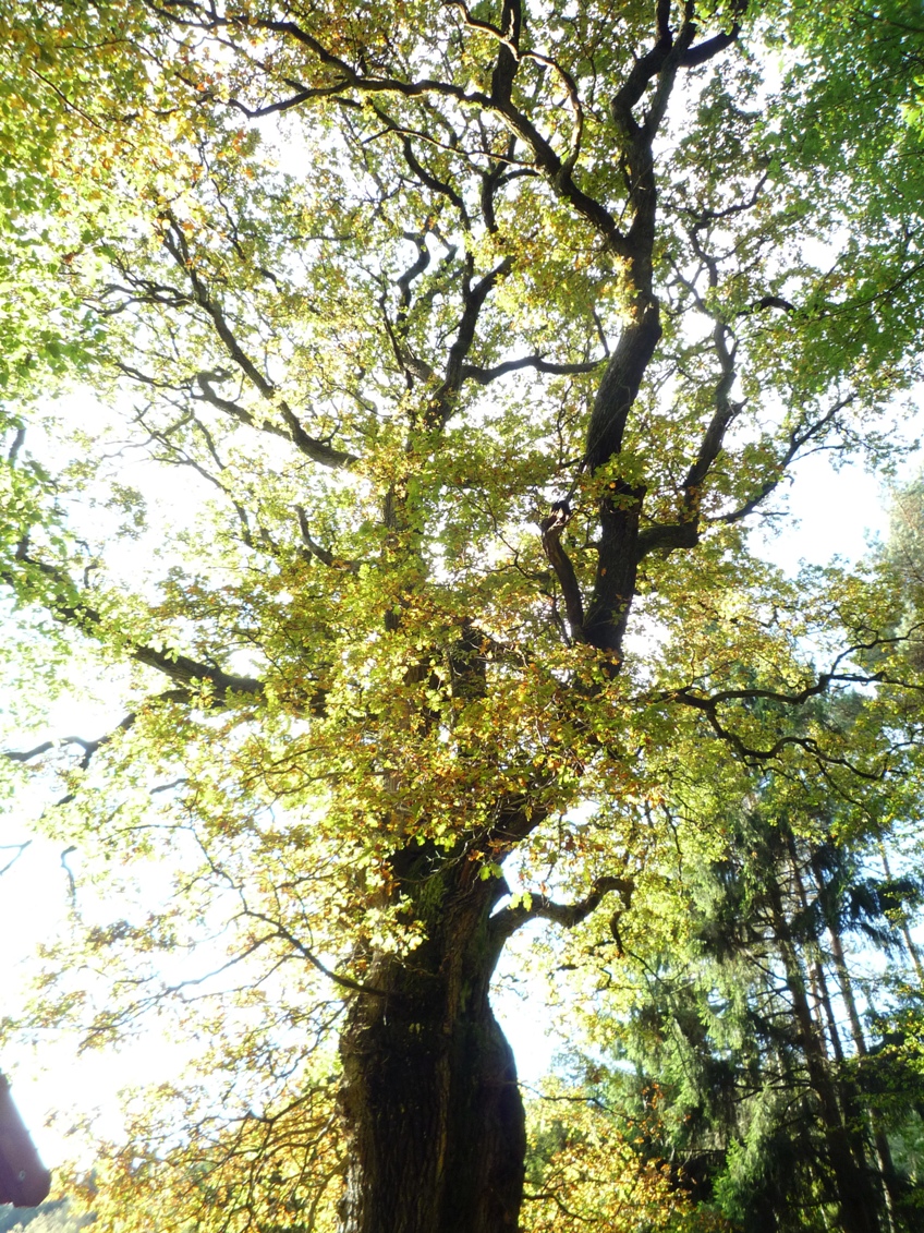 Baum