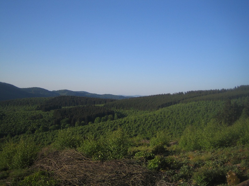 Niederwald